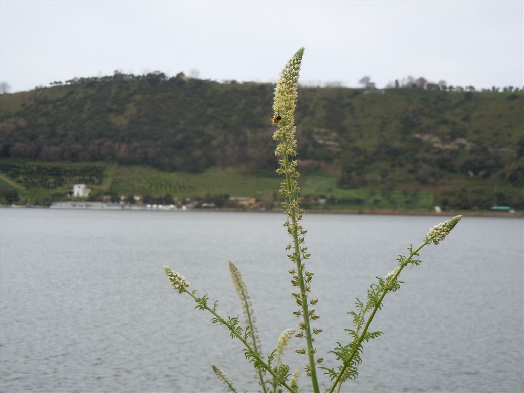 Reseda alba